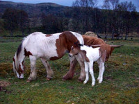 Animals